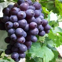 玫瑰香葡萄的种植技术-玫瑰香葡萄的功效与作用