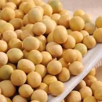 黄豆为豆制品的鼻祖 吃黄豆的八大好处