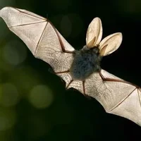 怎么驱赶在家里的蝙蝠？蝙蝠有毒吗？