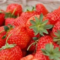 牛奶草莓是什么草莓 牛奶草莓是用牛奶浇出来的吗