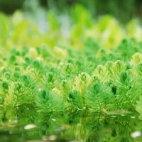 利君沙杀绿藻见效快 罗红霉素除绿藻不反复