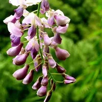 紫藤花的特征-紫藤花的养殖方法