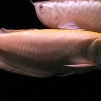 白金龙鱼的简介-白金龙鱼的特征