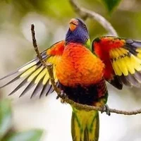 彩虹吸蜜鹦鹉的饲养方法 彩虹吸蜜鹦鹉的价格
