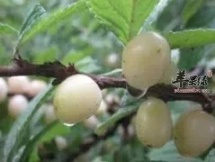 了解一下白玉樱桃的食用方法