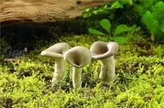 蘑菇需要焯水吗 蘑菇的焯水方法
