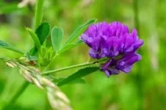 紫苜蓿籽的营养价值