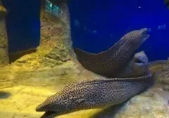 海鳗和海鳝的区别