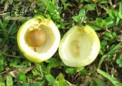 蒲桃的保存方法 帮你更好的吃蒲桃