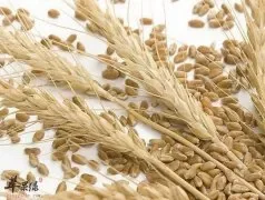 小麦麸功效出色 吃小麦麸注意这些