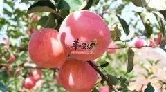苹果减肥 推荐三日苹果减肥法