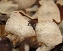 陈皮助消化增加食物美味燥湿化痰