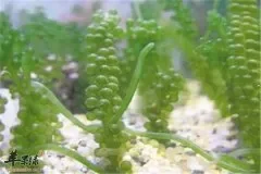 海葡萄属海藻类 简单的营养分析