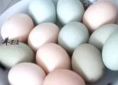 乌鸡蛋和土鸡蛋有什么区别