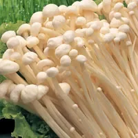 金针菇具有治疗癌症、减肥等功效