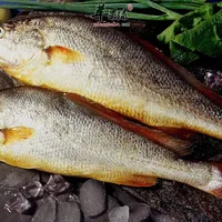 黄鱼和黄花鱼是同一种鱼类吗