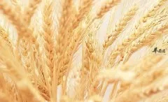 小麦粉和面粉有什么区别