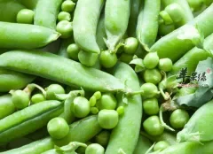 小小豌豆带给人体的健康大技能