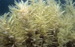 马尾藻有哪些功效和作用