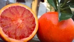 血橙和脐橙的区别