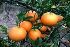 血橙比其他种类的橙子更有营养吗