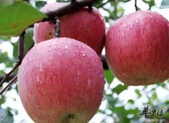 吃国光苹果可以润肠道预防便秘