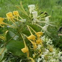 金银花煲夏枯草可清热解毒