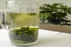 蒲公英茶——消炎抗菌降血压