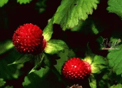 蛇莓可以清热解毒且治蛇毒