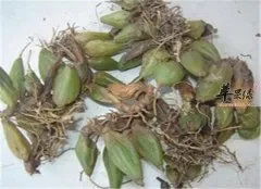 石橄榄的药用功效和保健作用