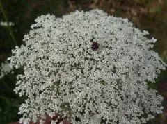 南鹤虱和北鹤虱的区别 帮你迅速区分