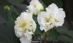 木芙蓉的功效与作用