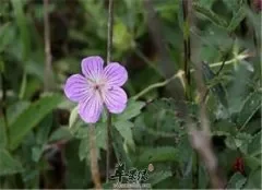 中药材老鹳草的药用效果