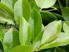 南烛叶可以泡茶喝吗 推荐南烛叶吃法