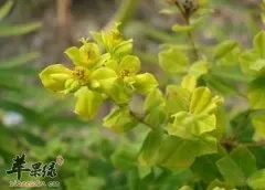 京大戟怎么吃 推荐京大戟服用方法