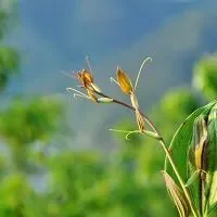 菝葜的功效与作用,菝葜的药用价值