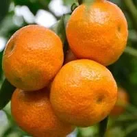 柑橘食用事项_柑橘方法