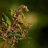 中药防止血栓形成,介绍四个常用中药方