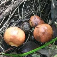 松蘑的功效与作用_松蘑的营养价值
