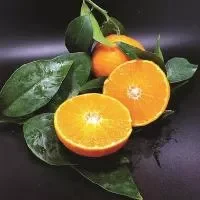 柑橘主要价值_柑橘营养