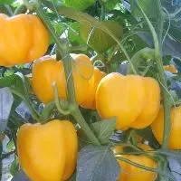 甜椒的功效与作用_甜椒的营养价值