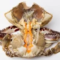 海蟹的功效与作用_海蟹的营养价值