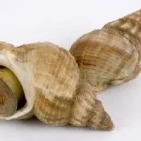 海螺的选购技巧_海螺的储存方法