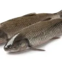 草鱼怎么做,鲫鱼和草鱼的区别草鱼应该怎么做鲫鱼和草鱼的区别有哪些
