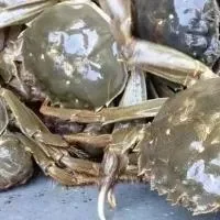大闸蟹的吃法秋季吃螃蟹的禁忌大闸蟹的正确的吃法大闸蟹的家常做法