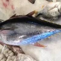 金枪鱼的营养价值_金枪鱼的食用方法