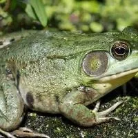 牛蛙的功效与作用_牛蛙的营养价值
