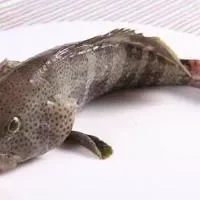 石斑鱼的功效与作用_石斑鱼的营养价值