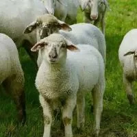 羊腰窝肉的功效与作用,羊腰窝肉的副作用有哪些
