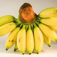 产后便秘可以吃香蕉吗,产后食用香蕉注意事项